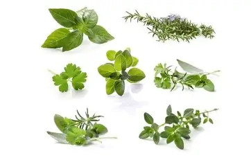Verse kruiden - Herbes fraîches